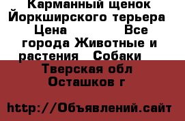 Карманный щенок Йоркширского терьера › Цена ­ 30 000 - Все города Животные и растения » Собаки   . Тверская обл.,Осташков г.